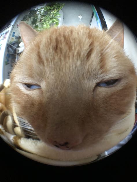 Fisheye Lens Cat Photography