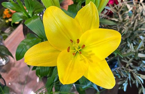 Geheimnisse Der Blumensprache Zeit Wieder Mal Etwas Durch Die Blume