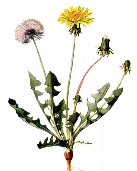 Ботаническое строение Одуванчика | Taraxacum officinale, Dandelion art ...