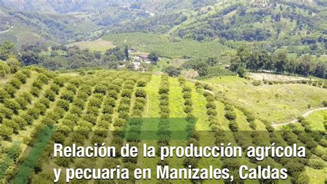 Relaci N De La Producci N Agr Cola Y Pecuaria En Manizales Tvagro Por