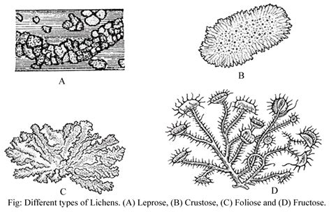 LICHEN - INTRODUCTION, COMPOSITION, MORPHOLOGICAL TYPES, THALLUS STRUCTURE, REPRODUCTION