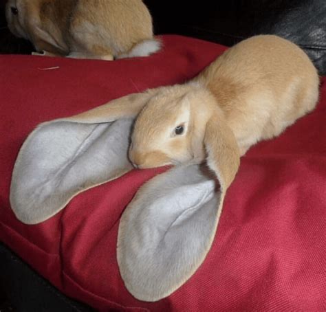 English lop rabbit : aww