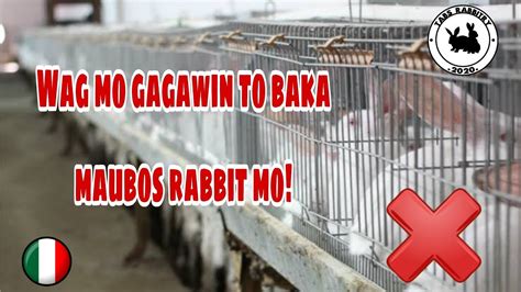 Mga Bawal Sa Rabbit Tamang Pagaalaga Ng Rabbit How To Earn In