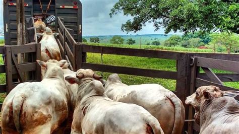 Livre de aftosa sem vacinação Mato Grosso do Sul tem novas regras para