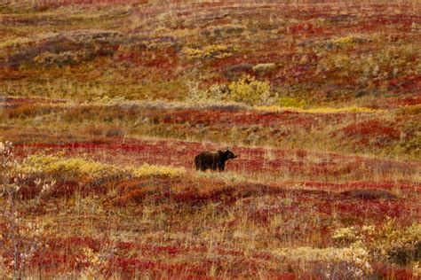 Dealing with Bears - Unguided Alaska