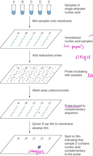 Biochem Exam Flashcards Quizlet