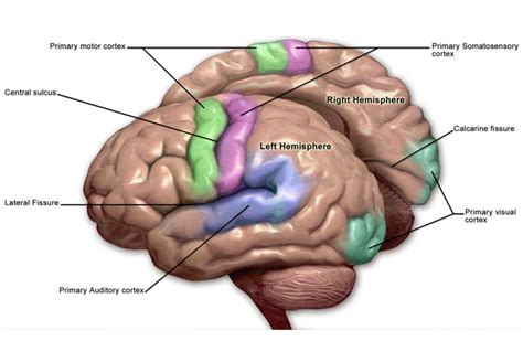 Motor Cortex Diagram