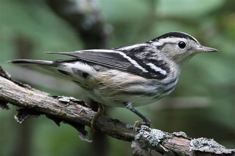 Black And White Warbler Female 1st Fall Jeremy Meyer Photography