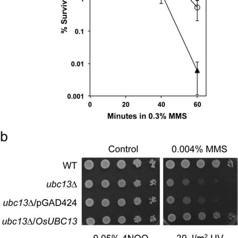 Functional Complementation Of Yeast Ubc Null Mutant By Osubc