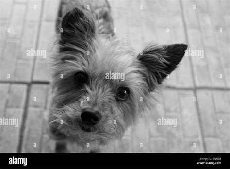 Yorkie Dog Photo In Black And White Stock Photo Alamy