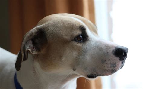 What Causes a Dog's Ear Hematoma to Come Back After Surgery? - Dog Discoveries