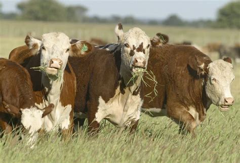 Braford Una Raza Que Combina Lo Mejor Del Brahman Y El Hereford Para