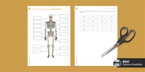 Human Skeleton Worksheet Ks3 Biology Beyond Secondary Worksheets