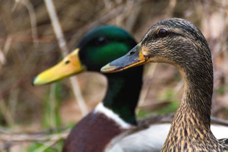 Pair Of Ducks Copyright Free Photo By M Vorel LibreShot