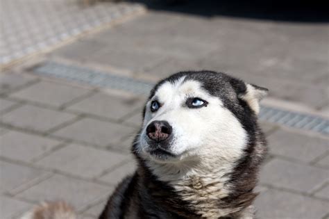 Dog Bite Basics | Collier & Collier