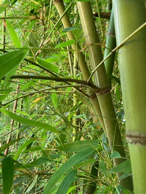 How To Remove Giant Timber Bamboo Golden Bamboo Trees Atlanta