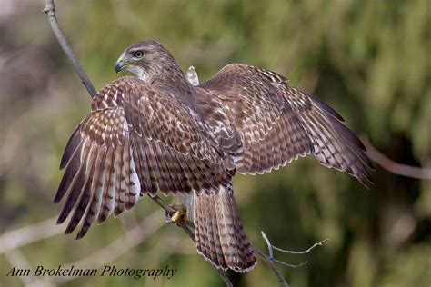 Ann Brokelman Photography Red Tailed Hawk A Juvenile On The Hunt