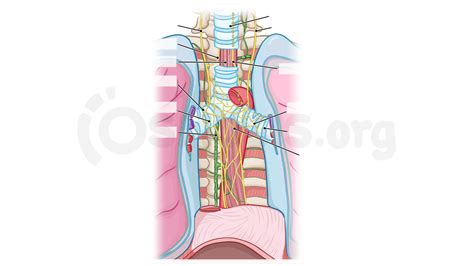 Anatomy of the superior mediastinum | Osmosis