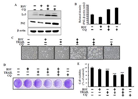 Trail Mediated Apoptosis By Resveratrol Is Independent Of Autophagy