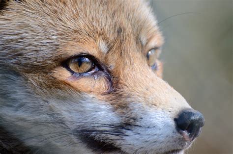 Red Fox Close Up by Tingil on DeviantArt