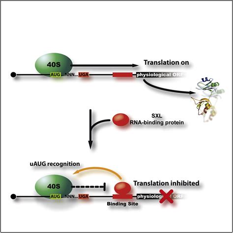 Translational Control Via Protein Regulated Upstream Open Reading