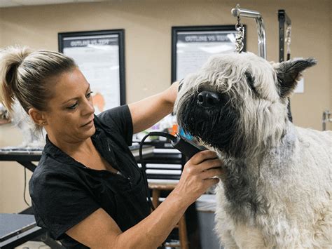 How Often Should You Get Your Puppy Groomed