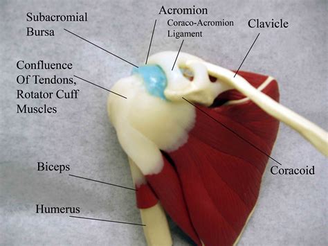 Rana Almacén Rayo shoulder anatomy top view Contiene Multa freír