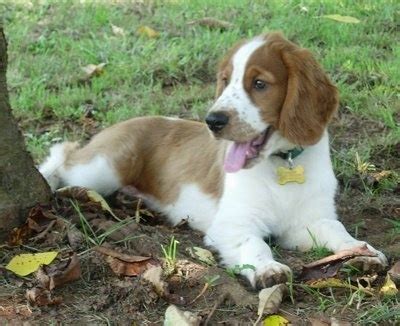 Welsh Springer Spaniel Info, Temperament, Puppies, Pictures