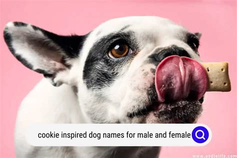 101+ Actually Good Dessert Dog Names (Cakes, Candy + Cookies!) - Oodle Life