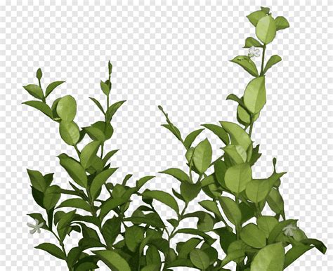 Lateral Foliage 1 Green Leafed Plants Png PNGEgg