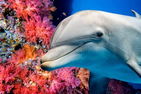 Delphin Unterwasser Auf Hohem Blick Des Riffabschlusses Stockbild