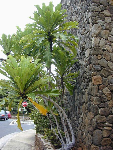 Ficus Pseudopalma Ecured