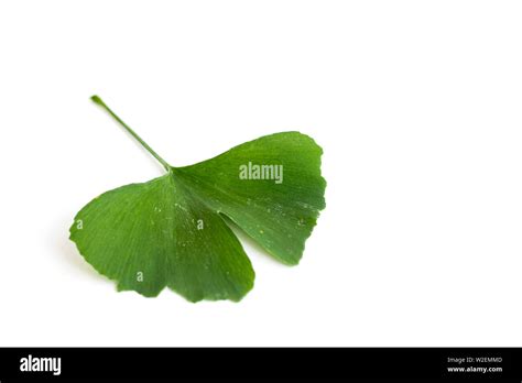 Las Hojas Verdes De La Planta Ginkgo Biloba Aislado Sobre Fondo Blanco