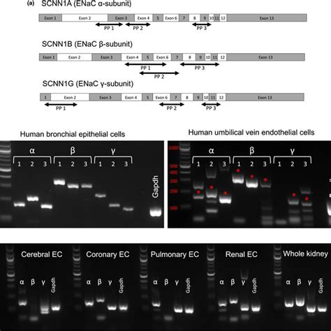 Expression Of Epithelial Na Channel ENaC In Cultured Human And