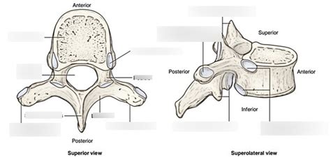 Typical Thoracic Vertebrae Diagram Quizlet