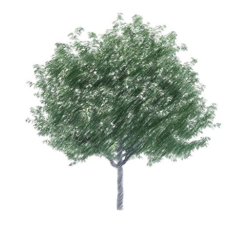 Premium Psd Cherry Tree Drawing Isolated Transparent Background