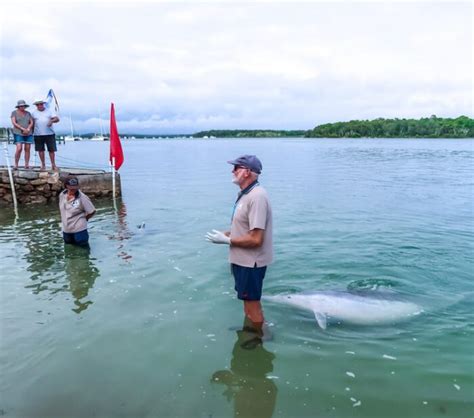 How To Feed Wild Dolphins In Tin Can Bay Ultimate Guide 24 Hours