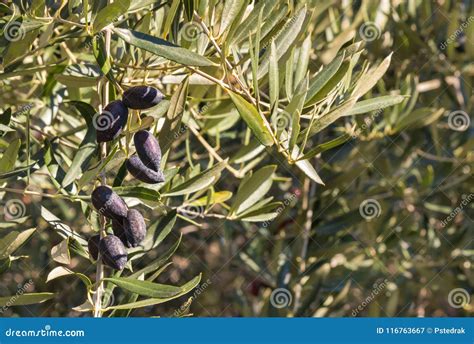 Kalamata Olive Tree Royalty-Free Stock Photography | CartoonDealer.com ...