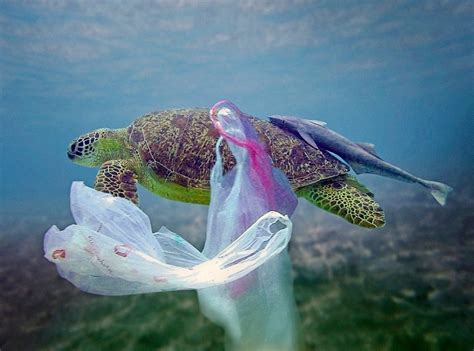 DAÑOS A ECOSISTEMAS MARINOS CAUSADO POR PLÁSTICOS