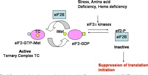 Figure 2 From Regulation And Deregulation Of Mrna Translation During