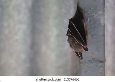 298 Folded Bat Wings Images, Stock Photos & Vectors | Shutterstock