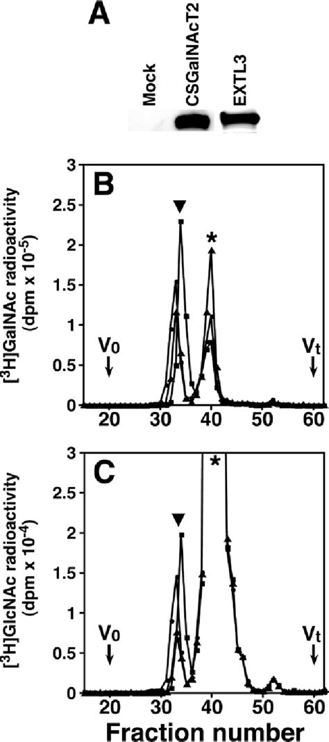 Figure From Synthesis Of The Glycosaminoglycan Protein Linkage