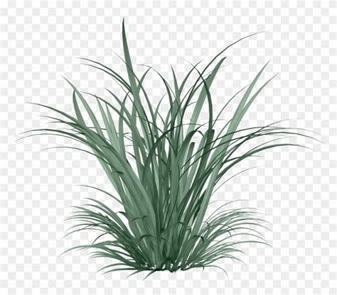 Фото Автор Arana На Яндекс Lemon Grass Plant Png Transparent Png