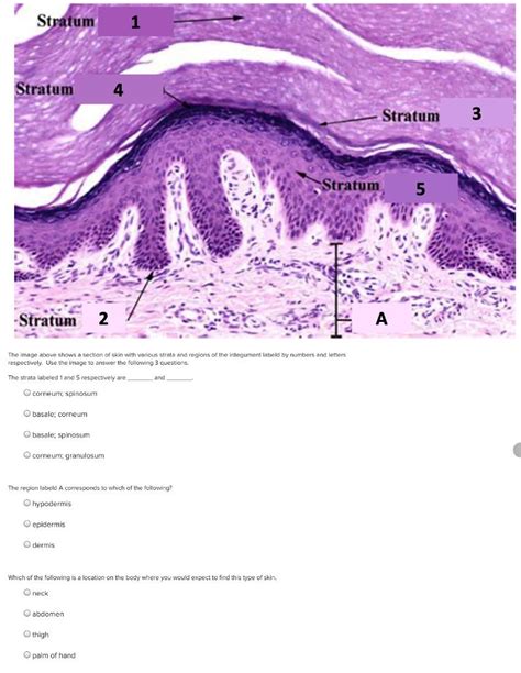 Solved Stratum Stratum Stratum 3 Stratum 5 Stratum 2 А The | Chegg.com