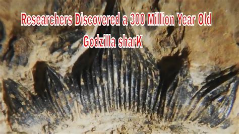 300 million-year-old “Godzilla shark” is now officially named Hoffman's ...