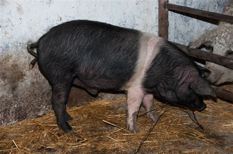 Poze porci Bazna