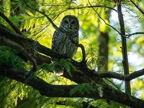 Where Do Barred Owls Live Habitat Distribution Birdfact