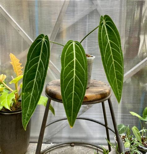 Anthurium Warocqueanum Queen 8 Pot Rare Velvet Leaf Anthurium