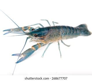 1,744 Crawfish Alive Images, Stock Photos & Vectors | Shutterstock