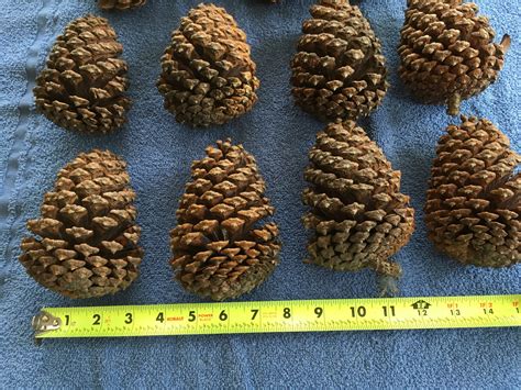 5 Inch Georgia Pine Cones 16 Qty